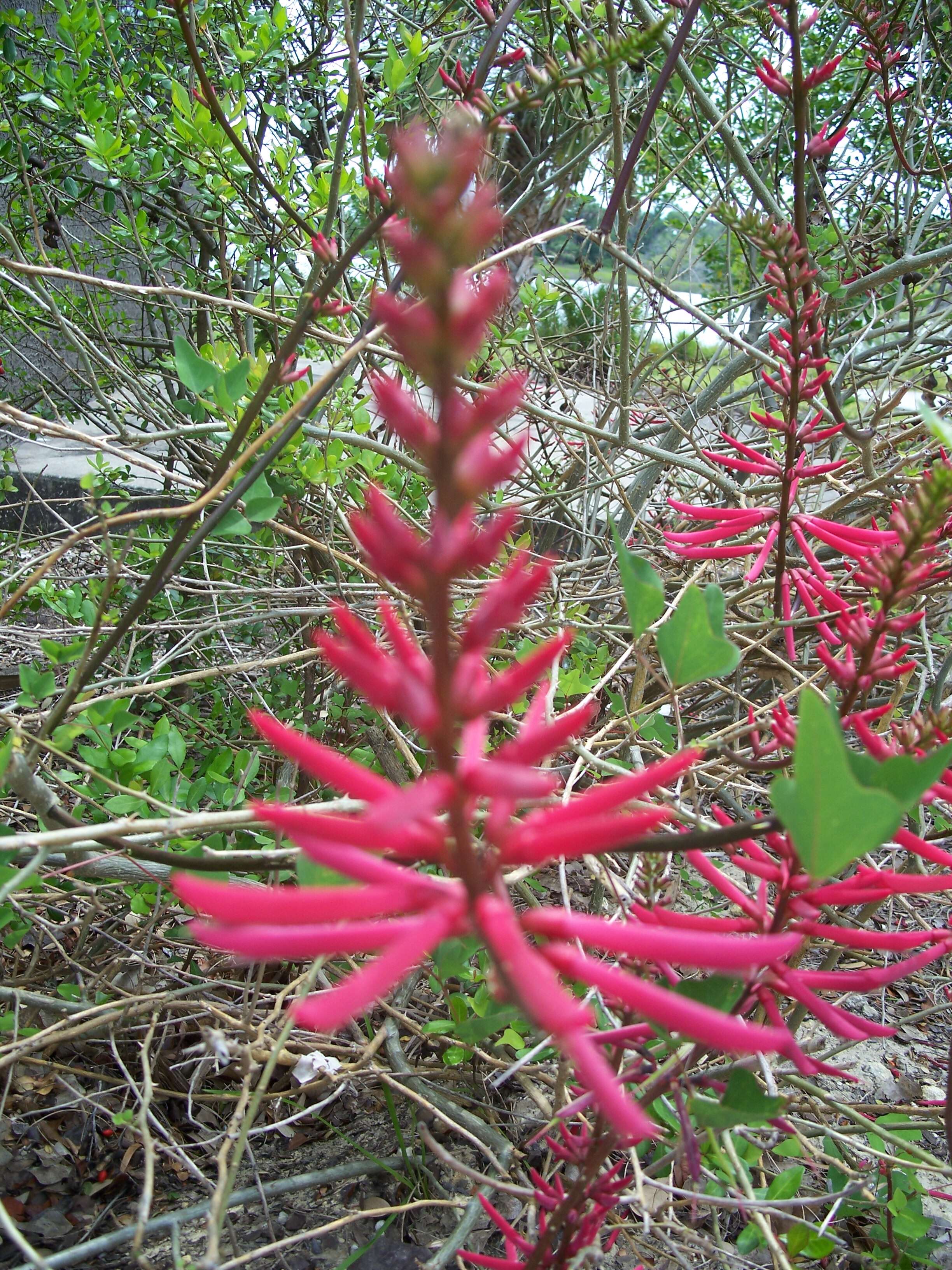 Слика од Erythrina herbacea L.