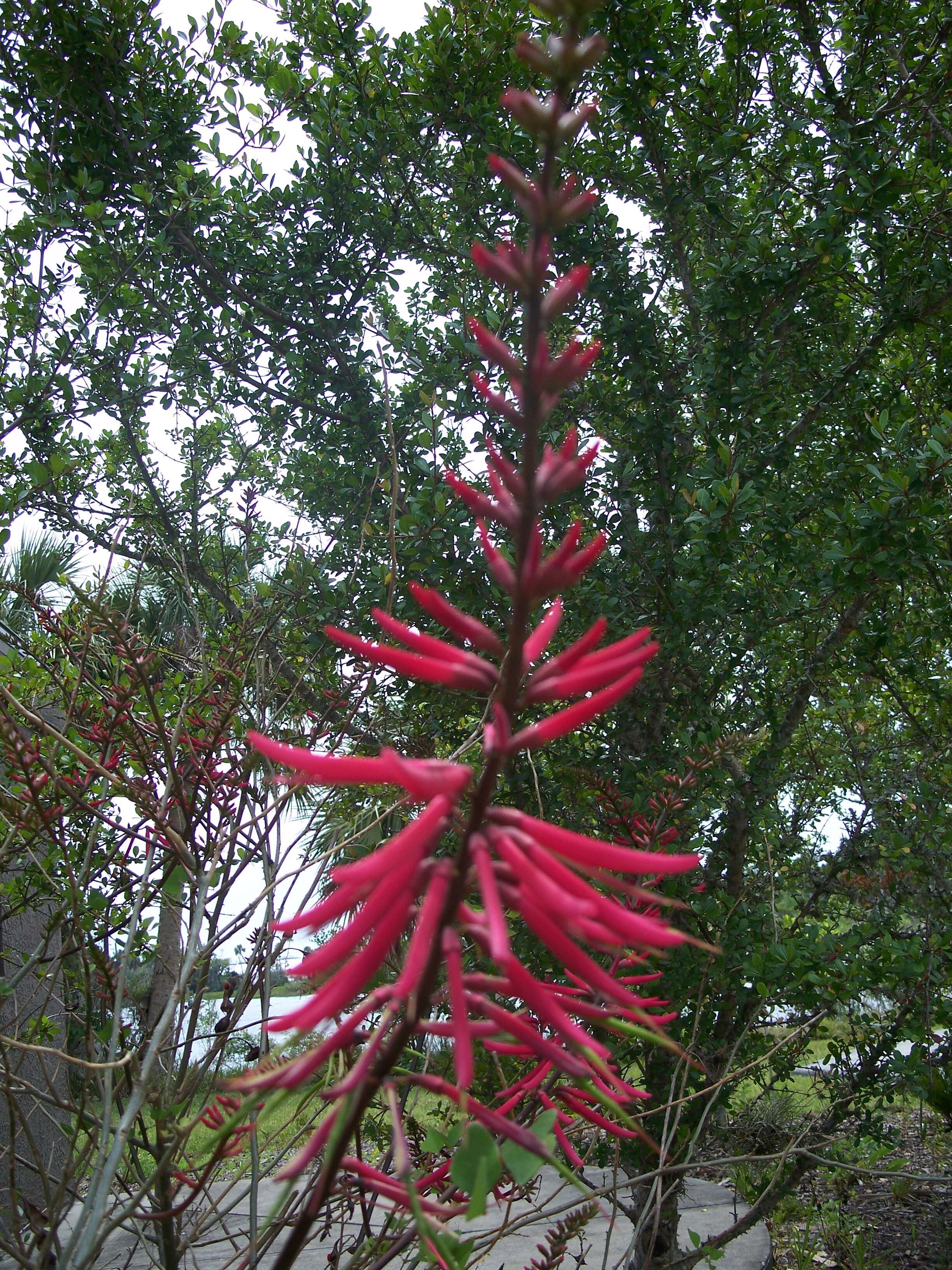 Слика од Erythrina herbacea L.