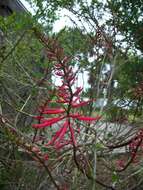 Слика од Erythrina herbacea L.