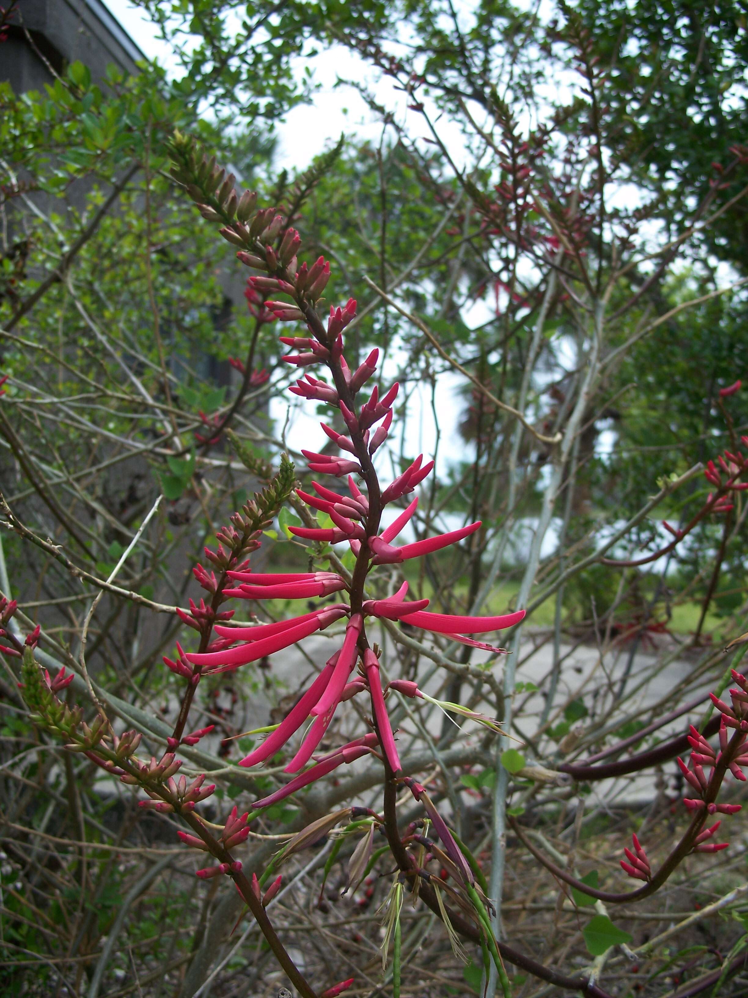 Слика од Erythrina herbacea L.