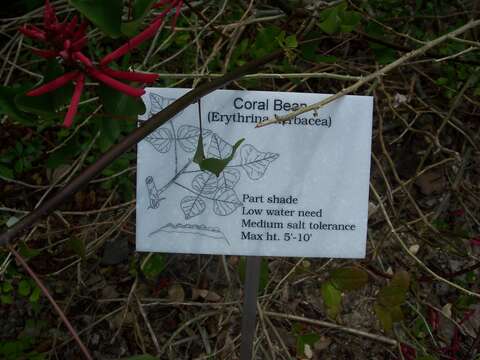 Слика од Erythrina herbacea L.