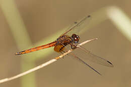 Image of Russet Dropwing