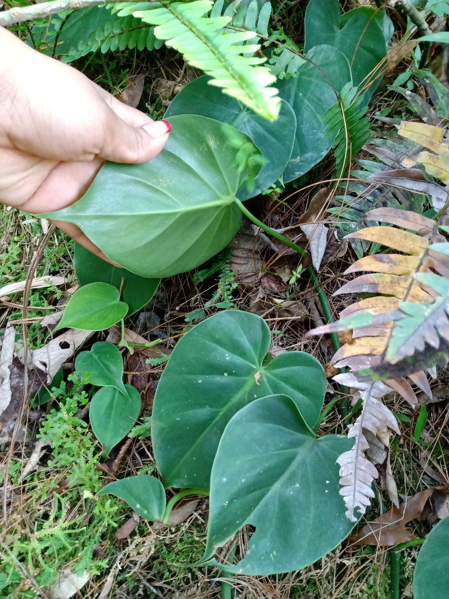 Image of heartleaf philodendron