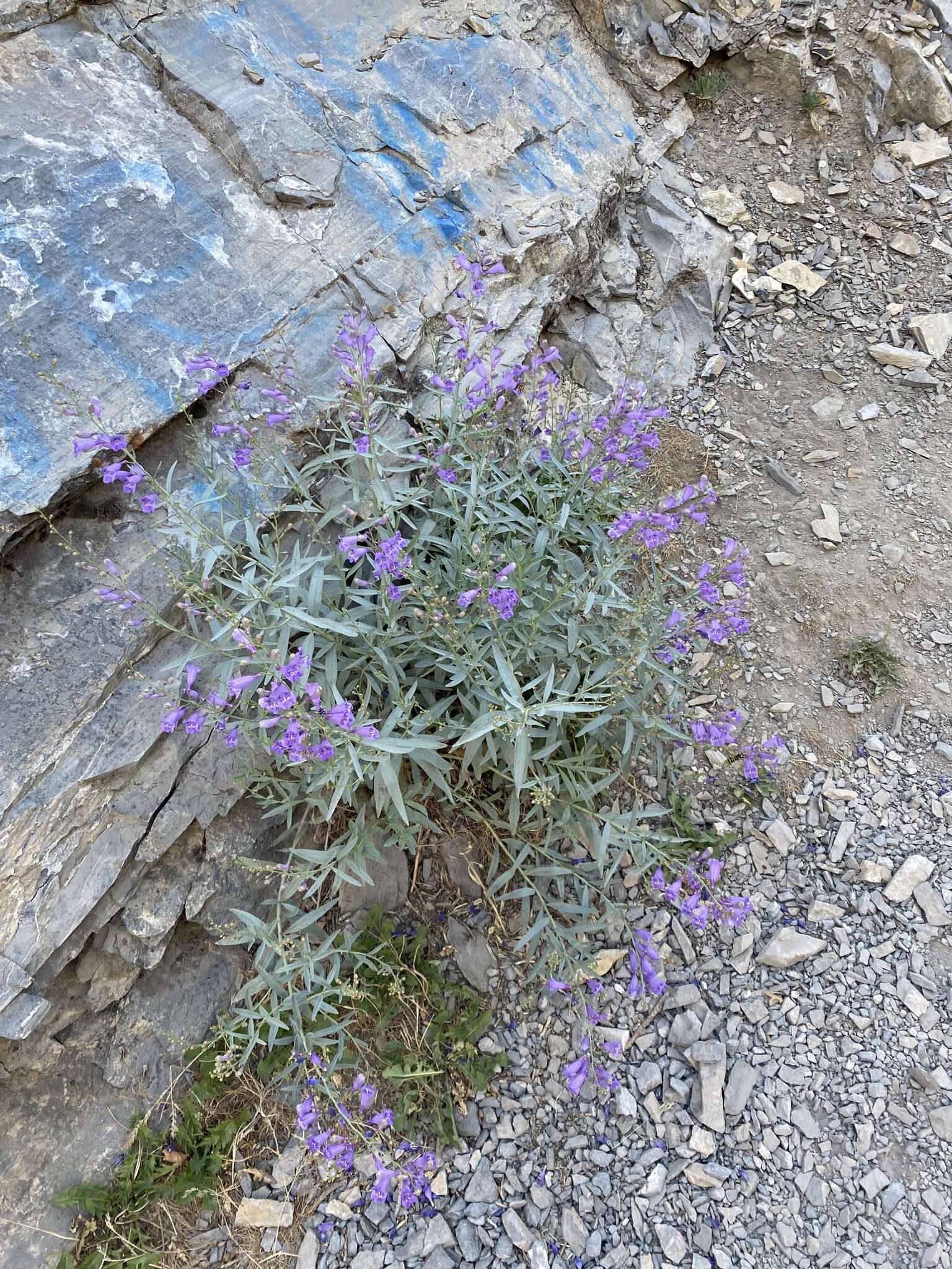 Слика од Penstemon sepalulus A. Nels.