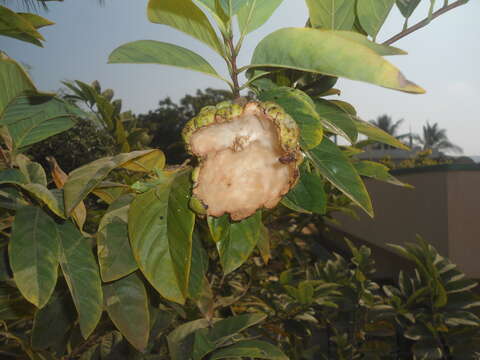 Image of sugar apple