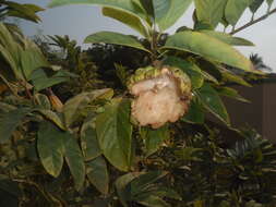 Image of sugar apple