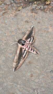 Image of privet hawk-moth