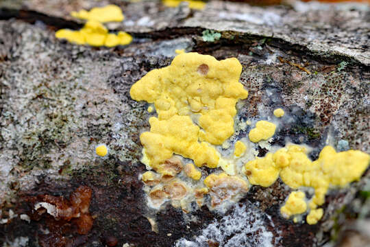 Image of Trichoderma sulphureum (Schwein.) Jaklitsch & Voglmayr 2014