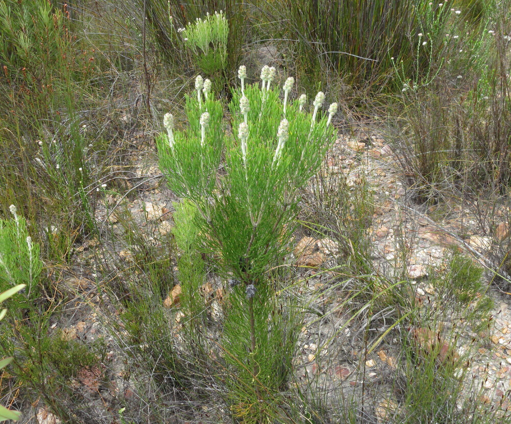 Image of Paranomus dregei (Buek. ex Meissn.) Kuntze