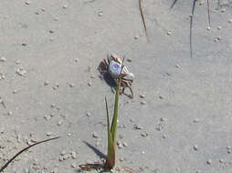 Image of Atlantic sand fiddler