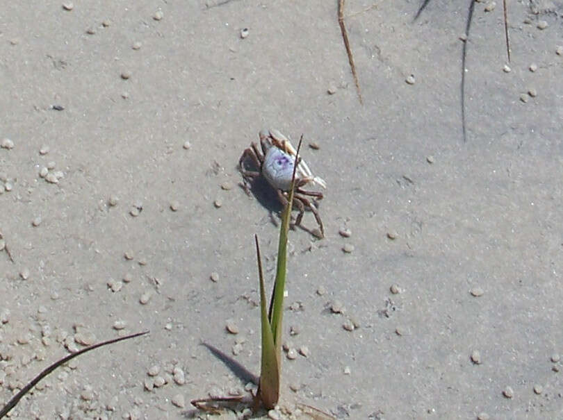 Image of Atlantic sand fiddler