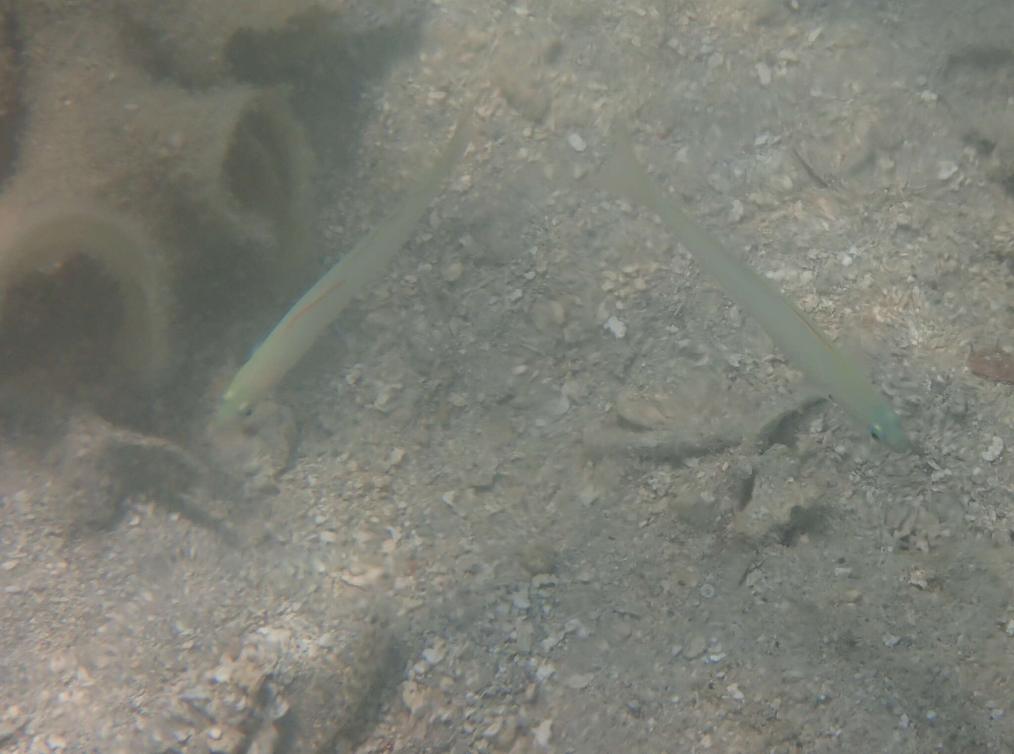 Image of Blue gudgeon