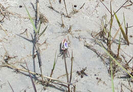 Image of Atlantic sand fiddler