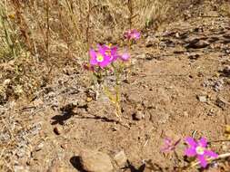 Image of charming centaury