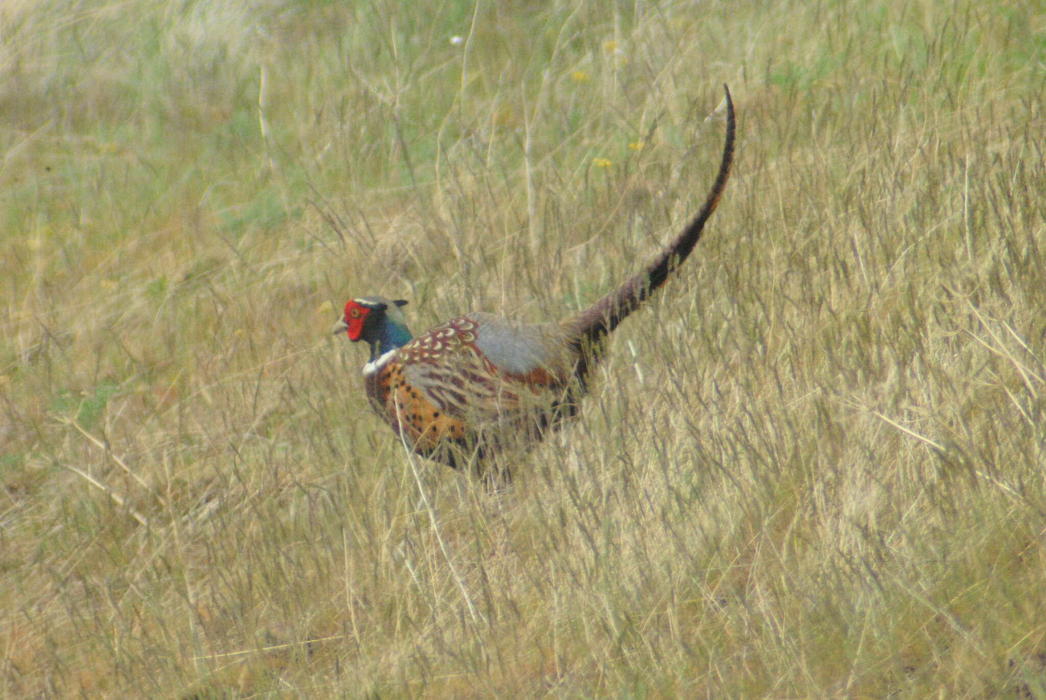 Image of Chinese Ring-necked Pheasant