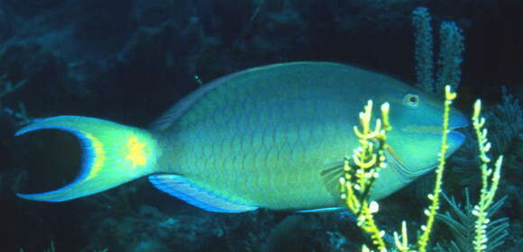 Image of Dark Green Parrotfish