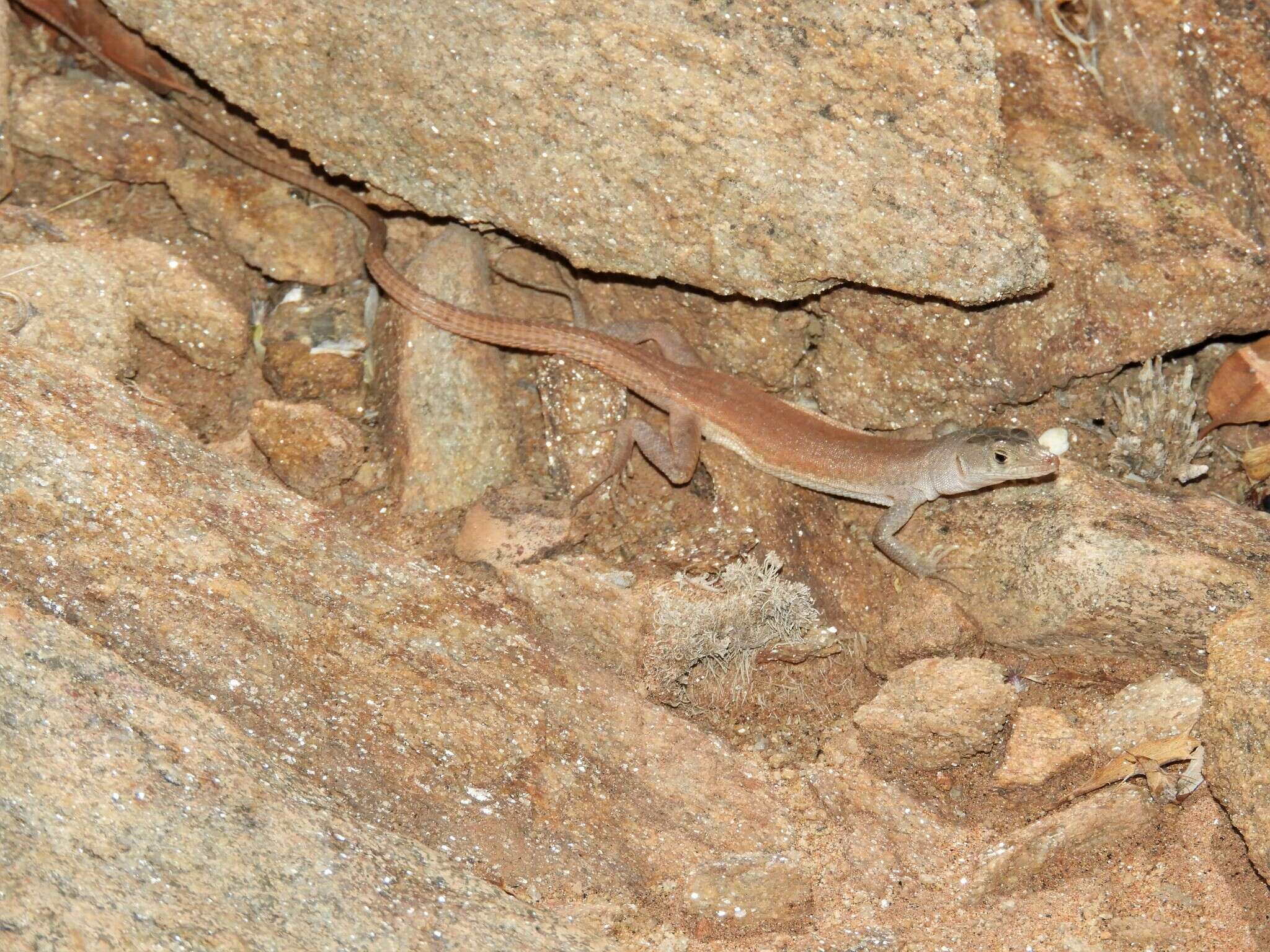 Image of Plain Sand Lizard