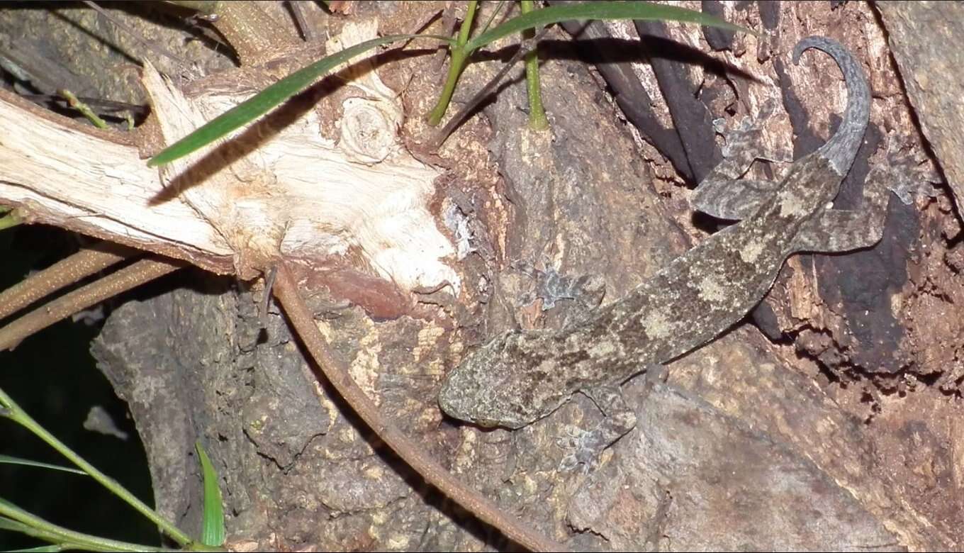 Image of Gray's Chinese Gecko