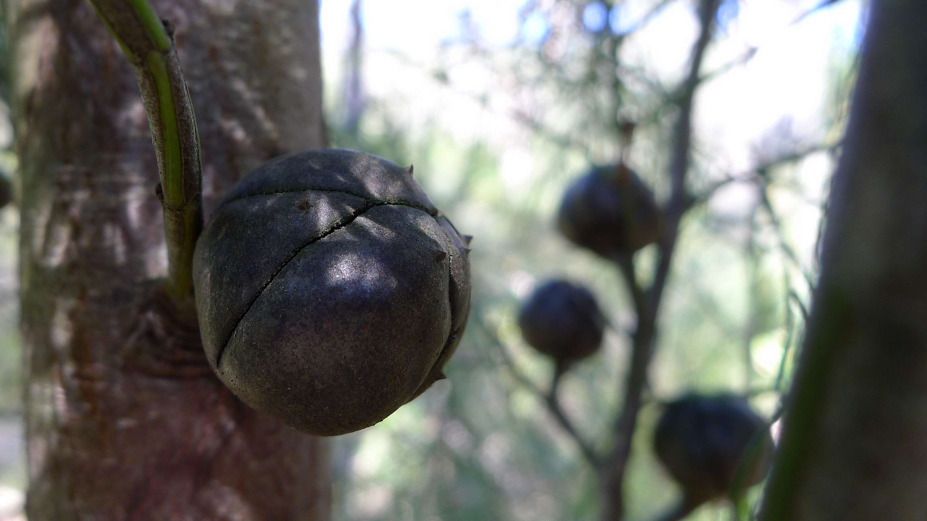 Image of Illawarra Cypress-pine