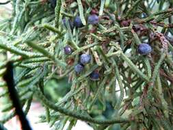 Juniperus bermudiana L. resmi