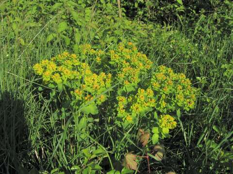 Image of cushion spurge