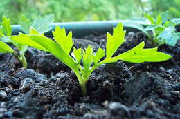 Plancia ëd Tagetes erecta L.