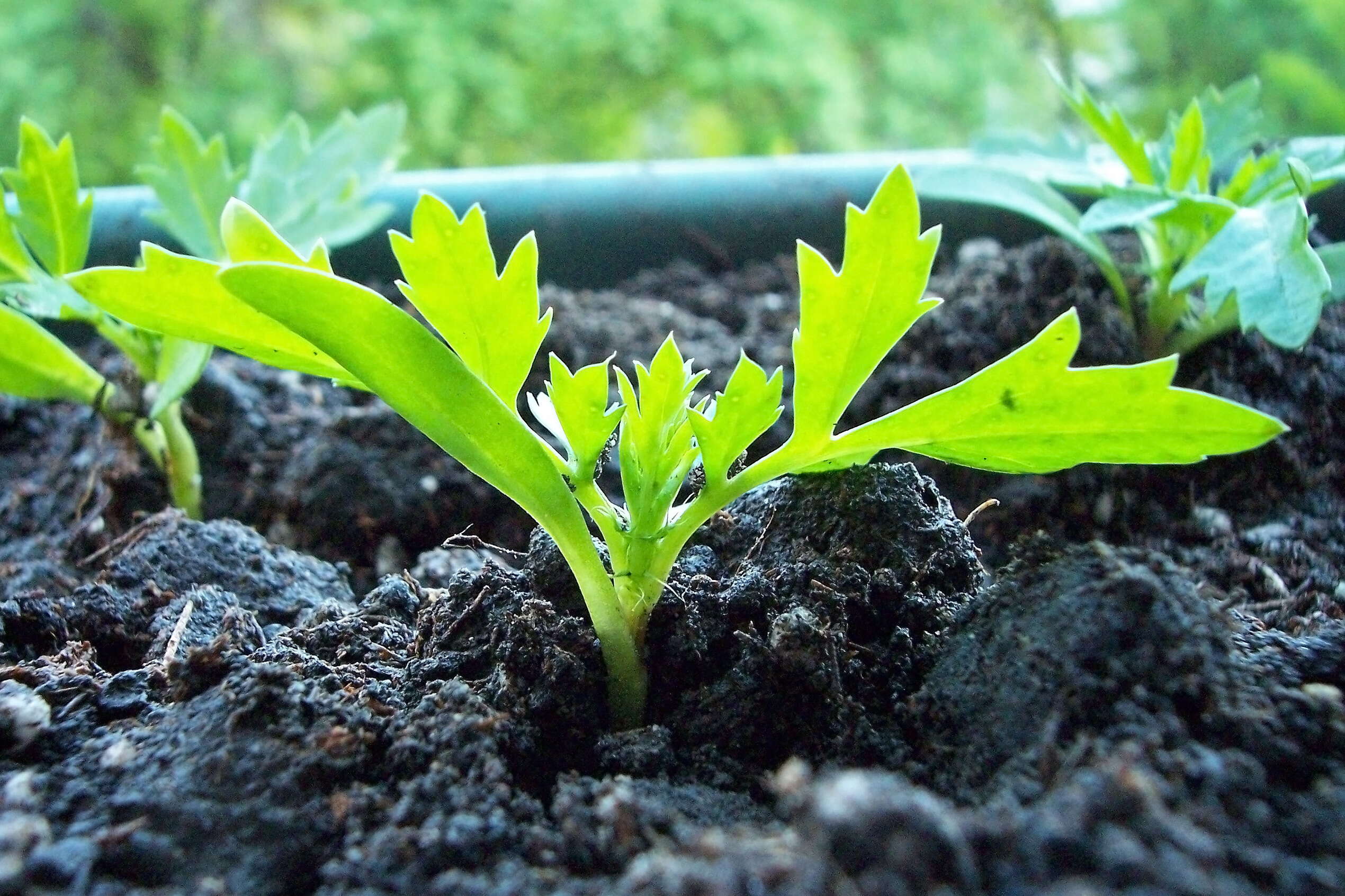 Tagetes erecta L. resmi