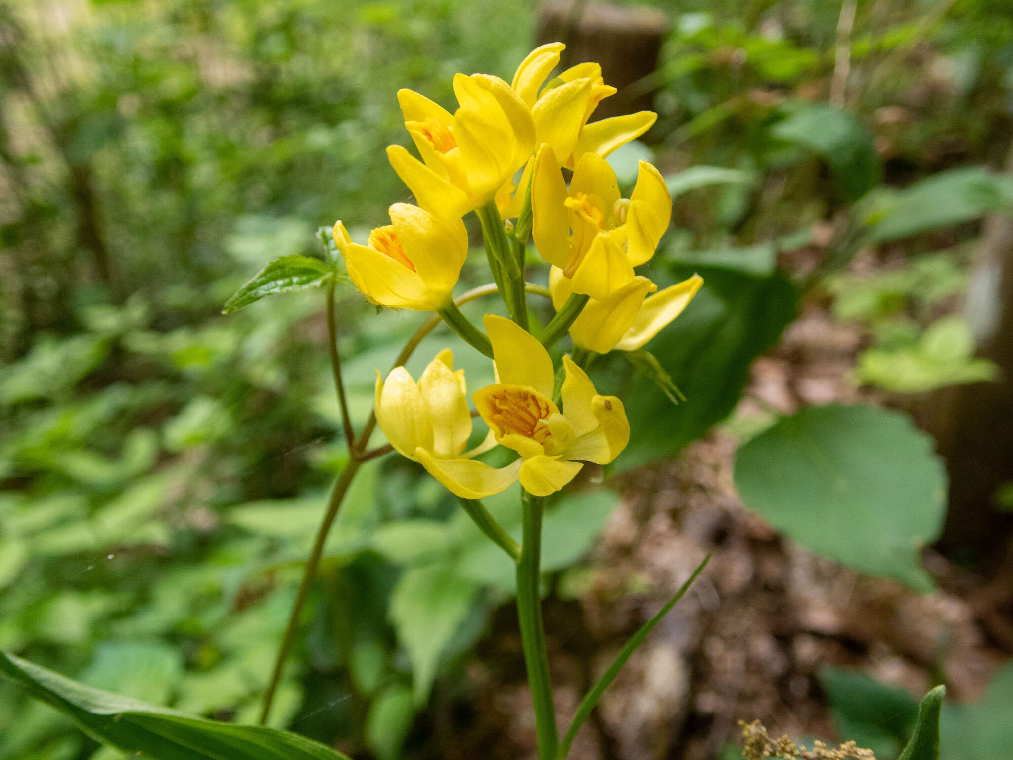 Слика од Cephalanthera falcata (Thunb.) Blume