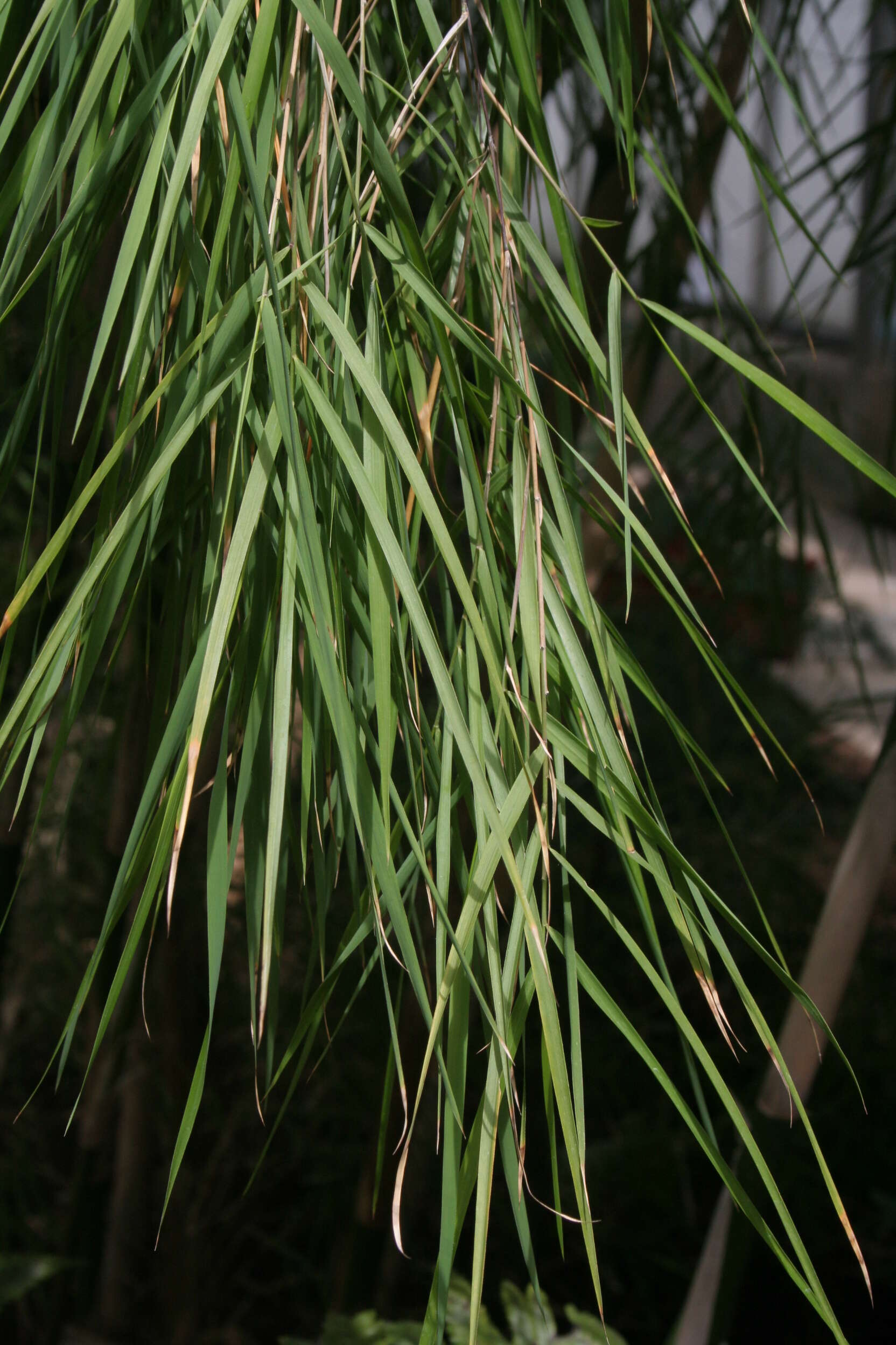 Image of Otatea acuminata (Munro) C. E. Calderón ex Soderstr.