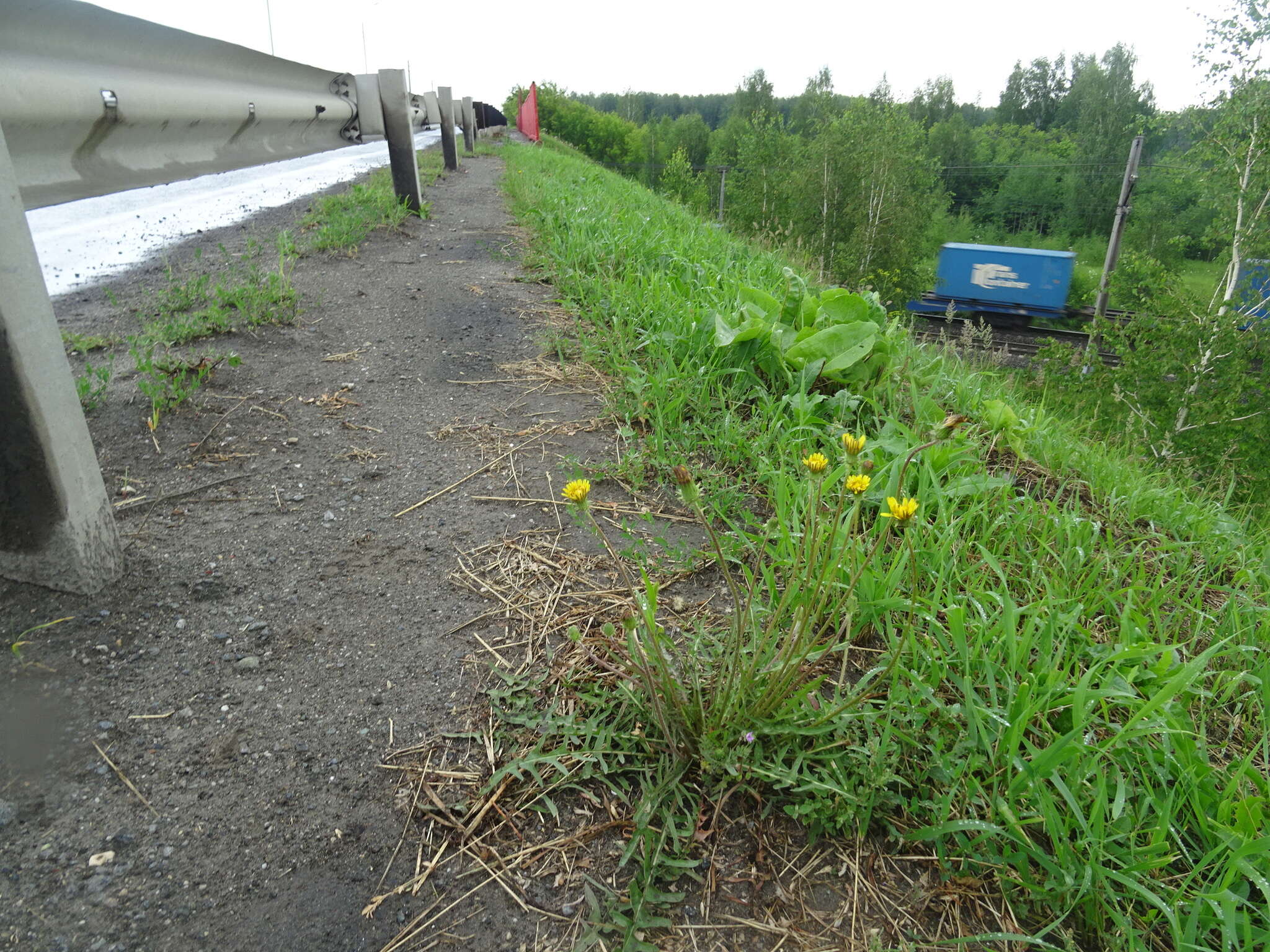 Image of Taraxacum scariosum (Tausch) Kirschner