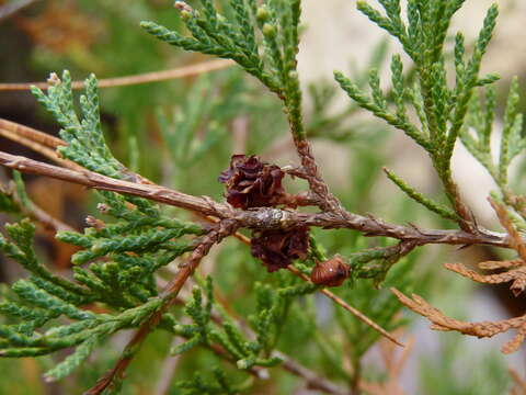 Image of Cypress