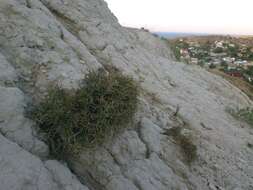 Image of Lepidium meyeri subsp. turczaninowii (Lipsky) Schmalh.