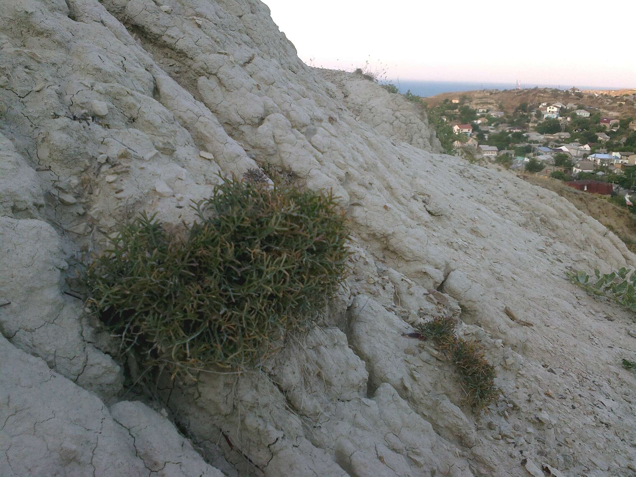 Image de Lepidium meyeri subsp. turczaninowii (Lipsky) Schmalh.