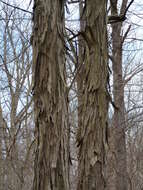 Image of shagbark hickory