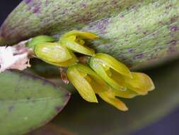 Image of Acianthera