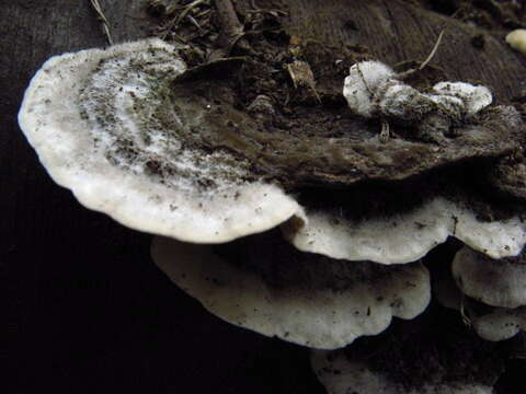 Image of Trametes hirsuta (Wulfen) Lloyd 1924