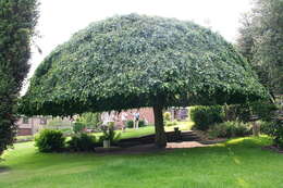 Image of Fagus sylvatica f. pendula