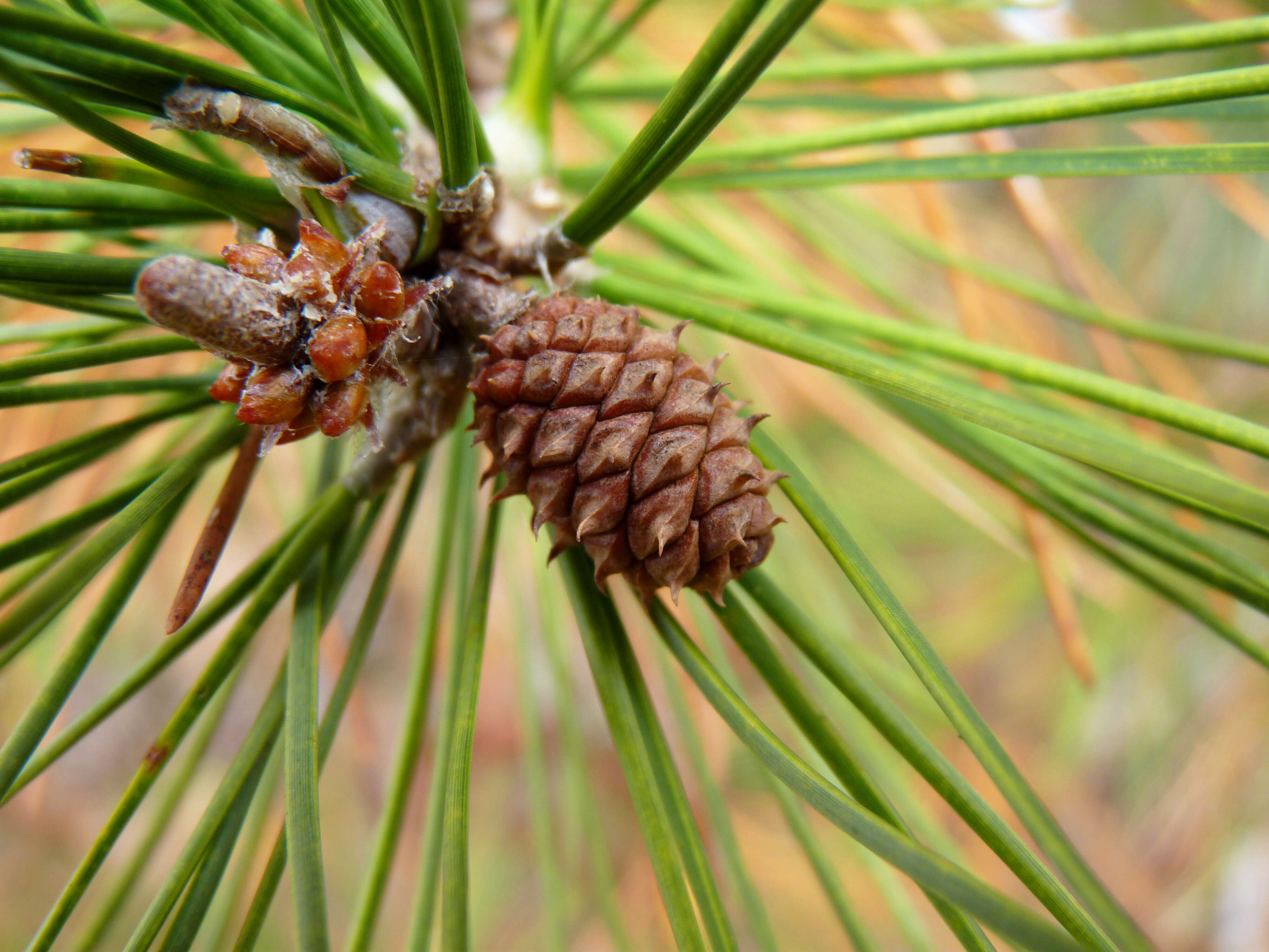 Image de Pinus echinata Mill.