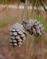 Image de Pinus echinata Mill.