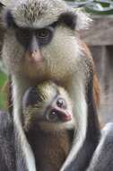 Image of Mona Guenon