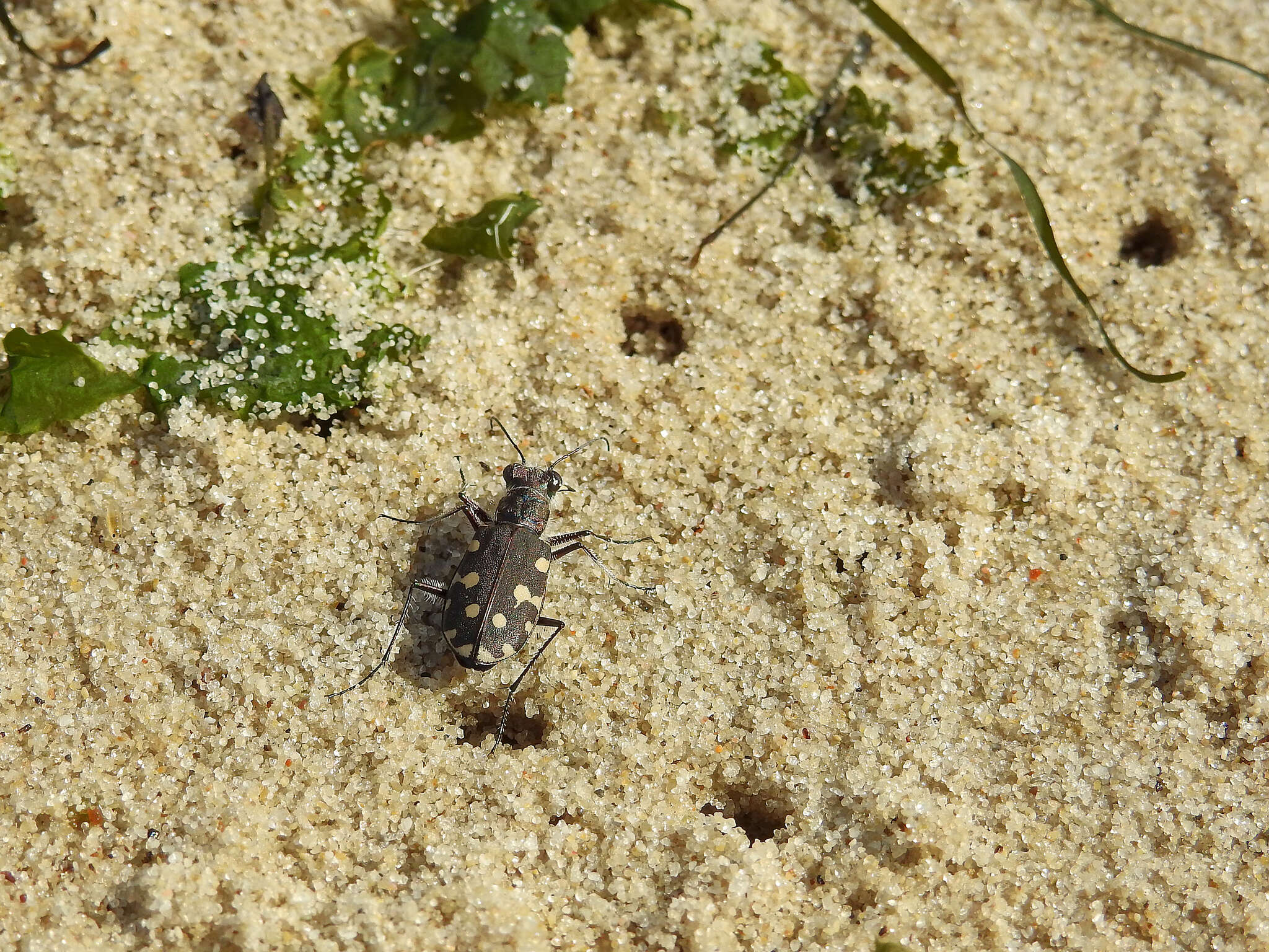 Calomera littoralis littoralis resmi