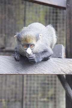 Image of Greater Spot-nosed Guenon