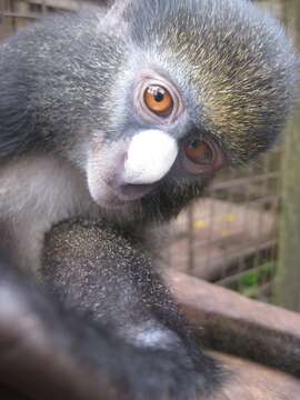 Image of Greater Spot-nosed Guenon