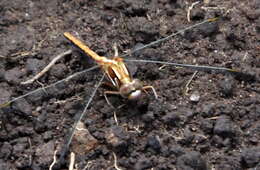 Image of Two-striped Skimmer