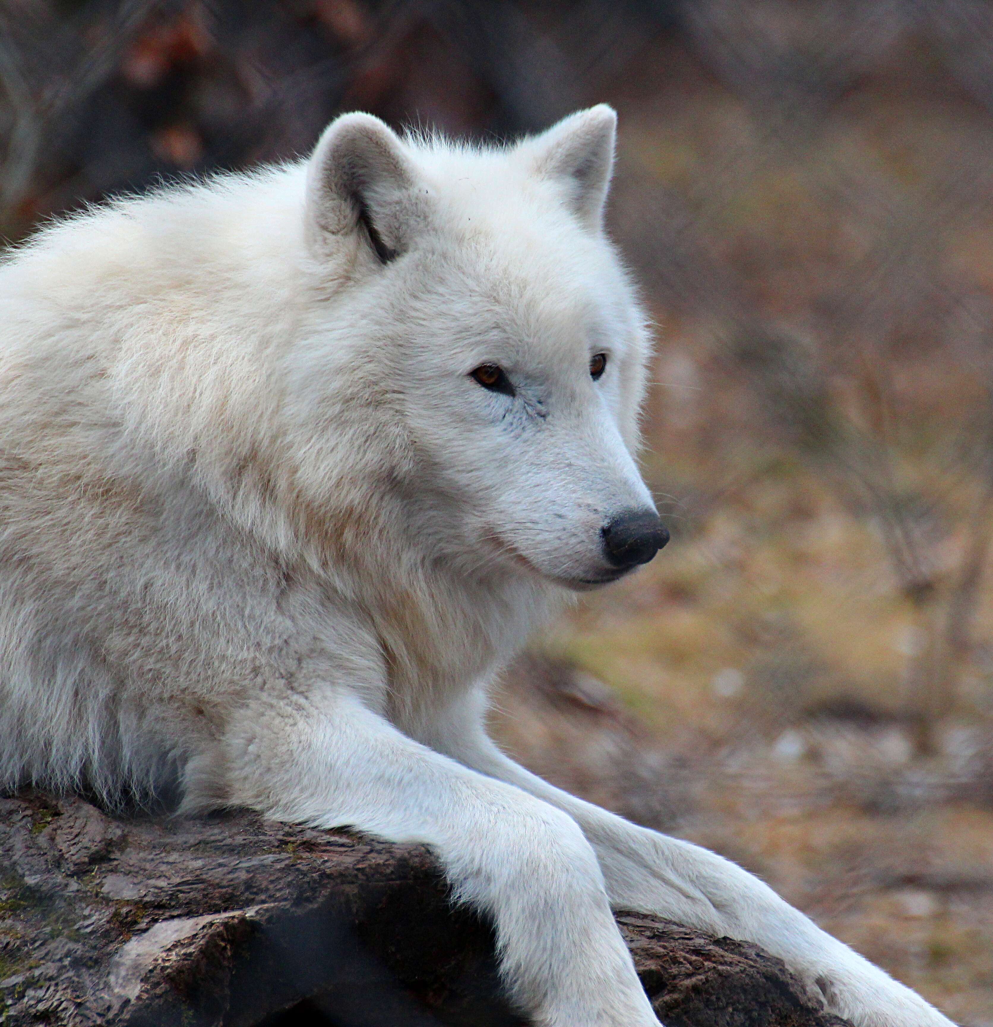 Image of Arctic wolf