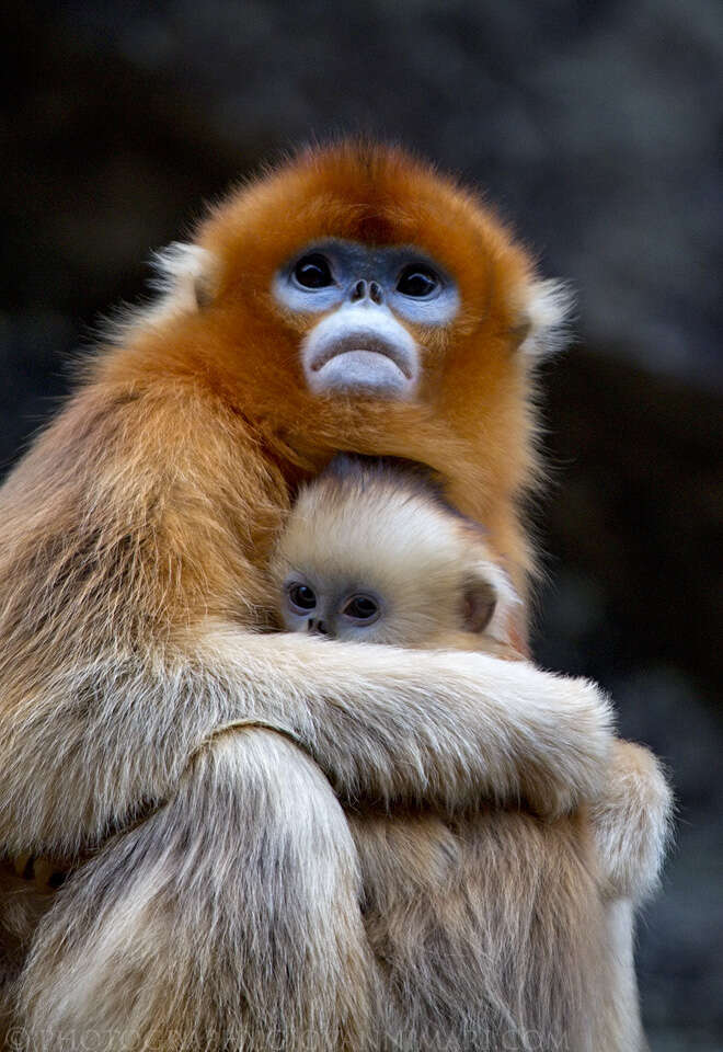 Image of Golden Snub-nosed Monkey