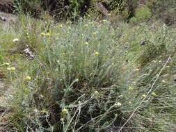 Image of yellow amaranth