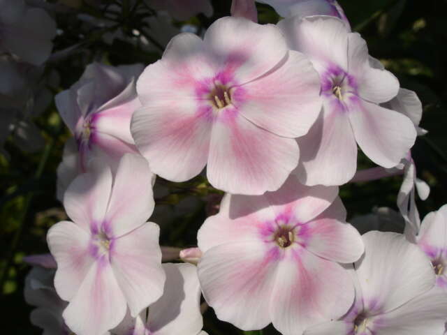 Image of fall phlox