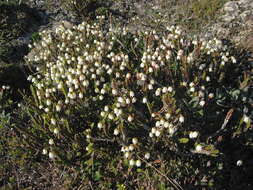 Image of white arctic mountain heather