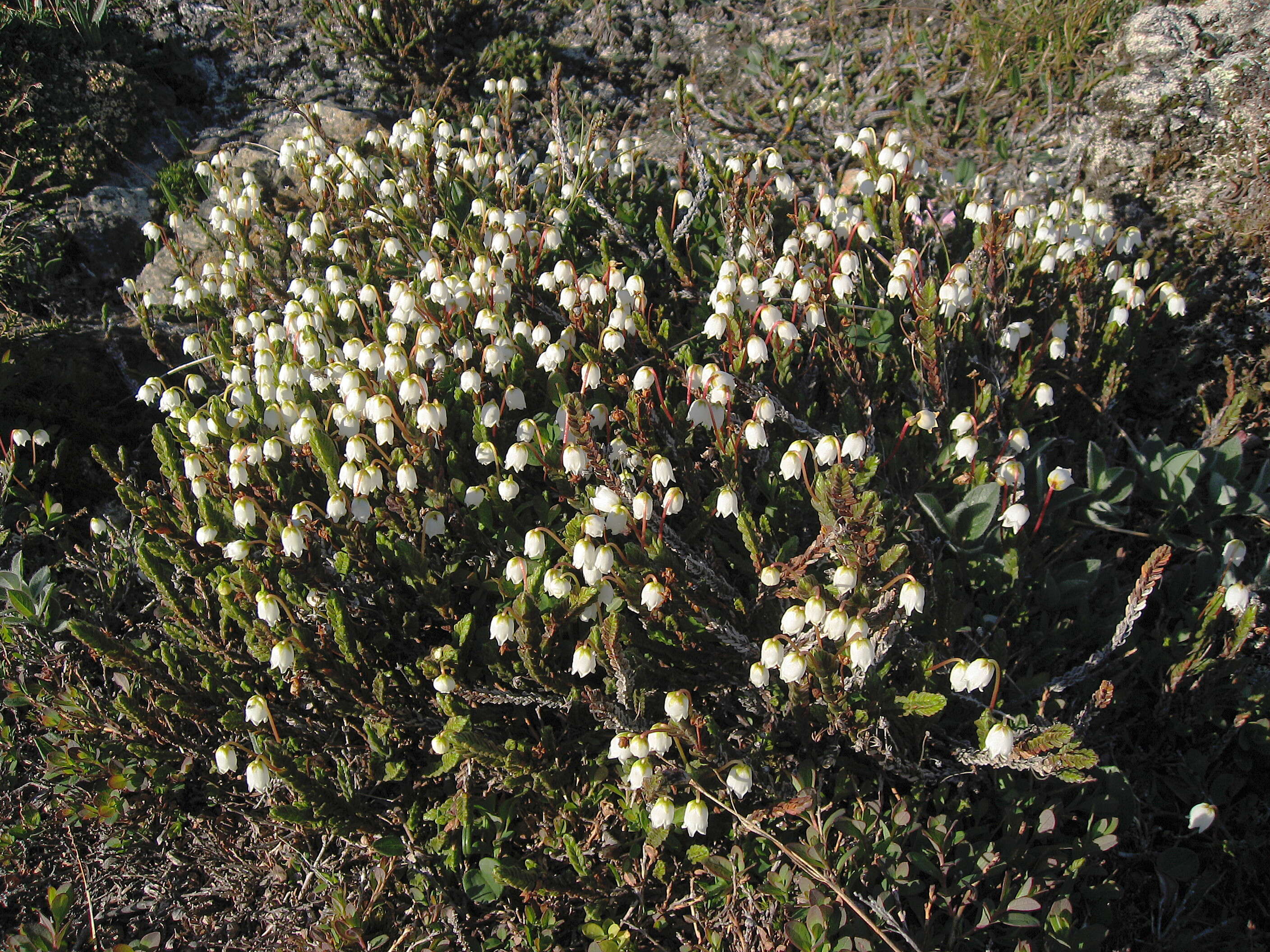 Imagem de Cassiope tetragona (L.) D. Don